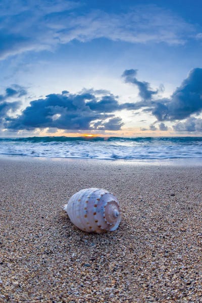 Colided Shell Sunrise by Sean Davey art print