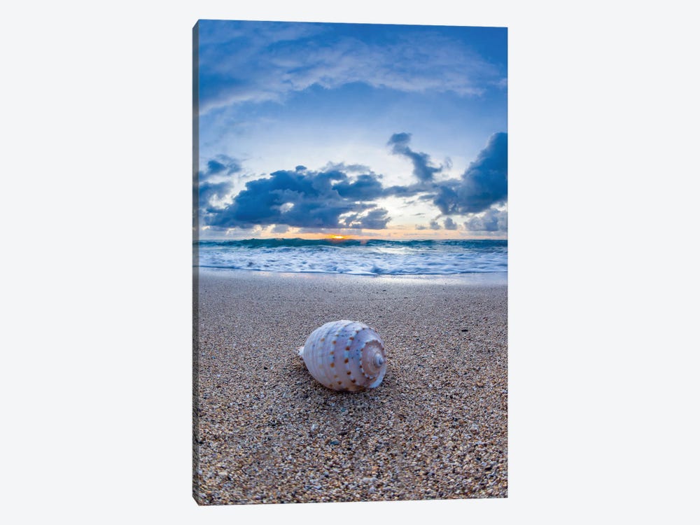 Colided Shell Sunrise by Sean Davey 1-piece Canvas Art