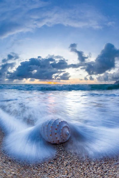 Colied Shell Foam Flurry by Sean Davey art print