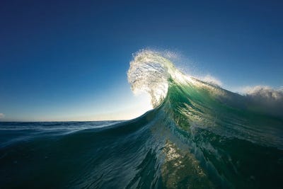 Dorsal Curl by Sean Davey art print