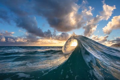 Early Curly by Sean Davey canvas print