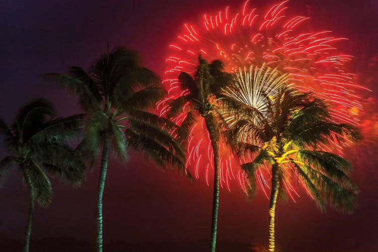 Firework Palms by Sean Davey wall art