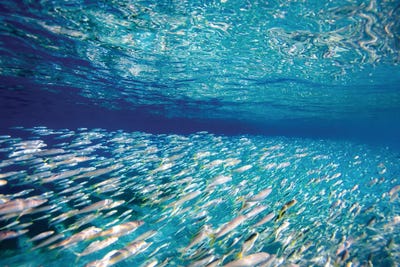 Fish Highway by Sean Davey art print