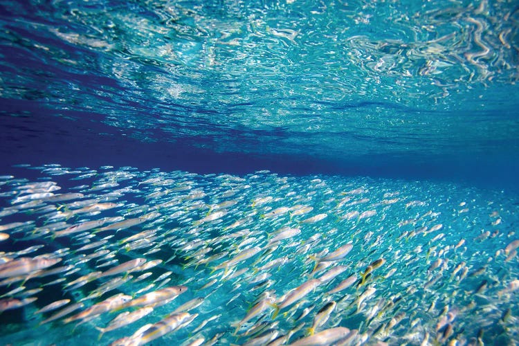 Fish Highway by Sean Davey wall art