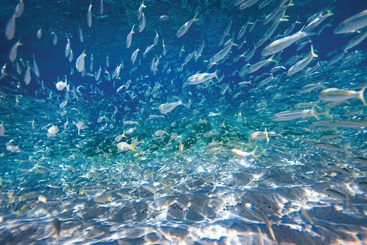 Fish Swarm
