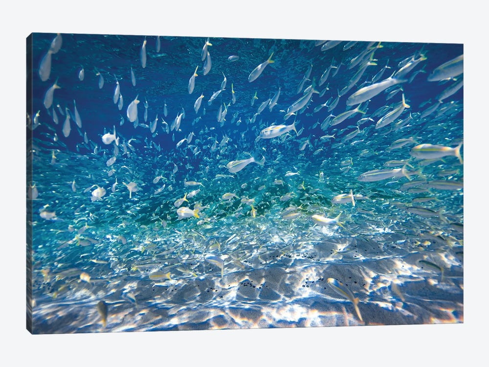 Fish Swarm by Sean Davey 1-piece Canvas Print