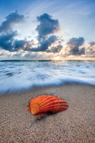 Sean Davey: Amber Shell Sunrise by Sean Davey