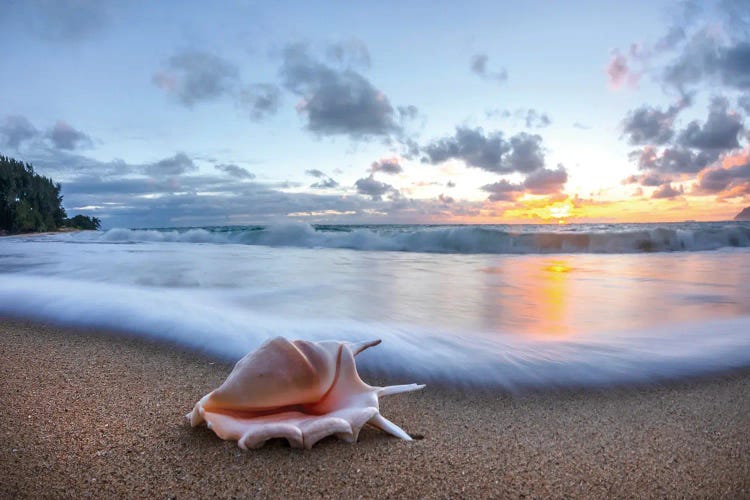 Foam Flurry Seashell