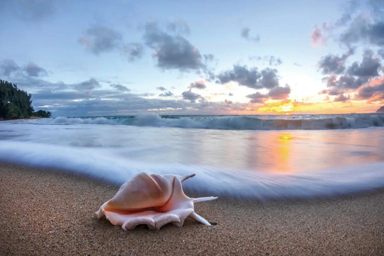 Foam Flurry Seashell by Sean Davey wall art