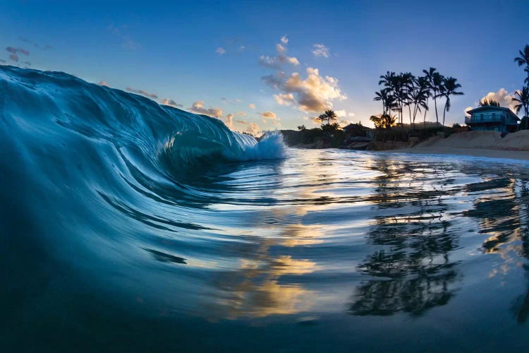 Glass Palms by Sean Davey wall art