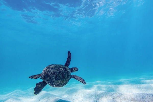 Sean Davey: Gliding Turtle by Sean Davey