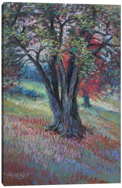 Ella Sharp Tree Canvas Art Print - Sharon Sunday
