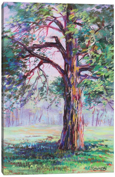 Kimmel Road Tree Canvas Art Print - Sharon Sunday