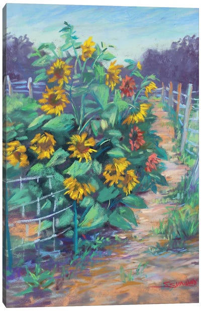 Sunflowers In The Garden Canvas Art Print - Sharon Sunday