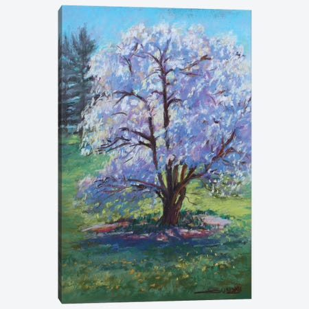 The Cherry Tree Canvas Print #SDY62} by Sharon Sunday Canvas Print