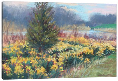 Spring Daffodils Canvas Art Print - Daffodil Art