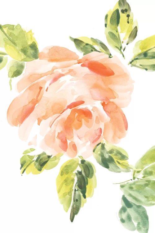 Rosa No. 3
