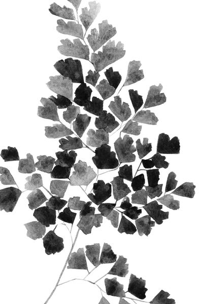 Ferns: Black Fern by Melissa Selmin