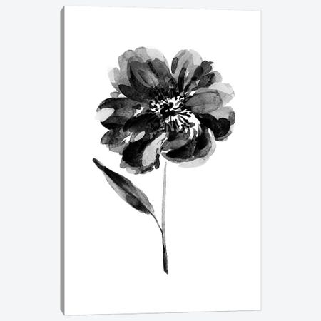 Black Peony Canvas Print #SEL57} by Melissa Selmin Canvas Print