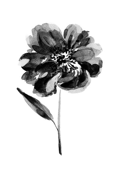 Peonies: Black Peony by Melissa Selmin