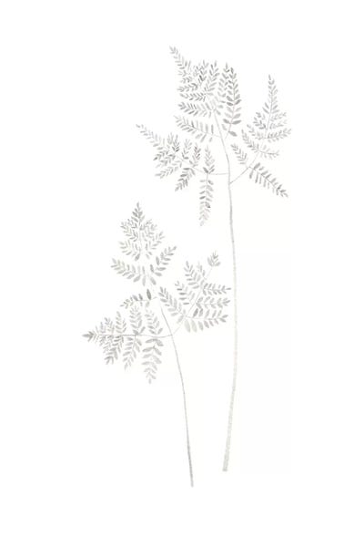 Ferns: Delicate Fern by Melissa Selmin