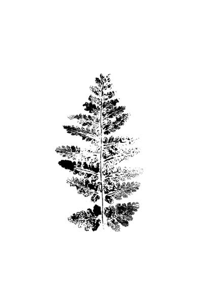 Ferns: Fern Impression by Melissa Selmin