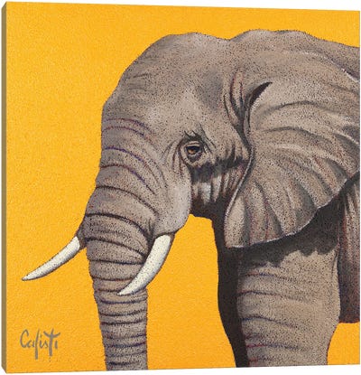 Elephant Canvas Art Print - Stefano Calisti