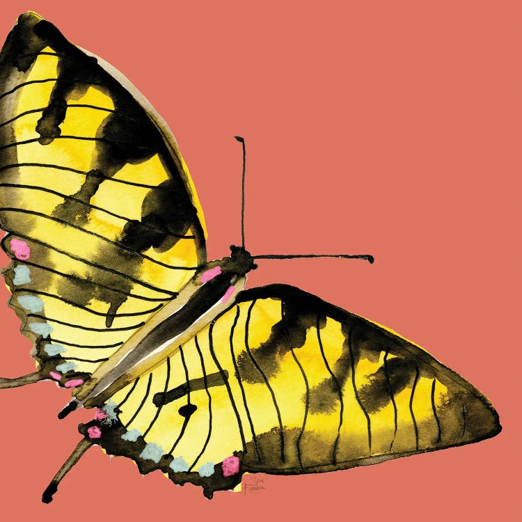 Tiger Swallow by Sara Franklin wall art