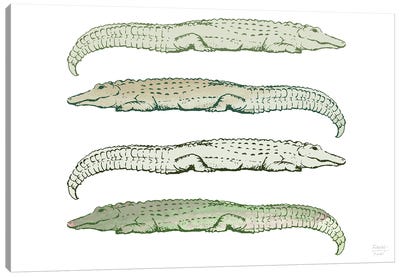 Lazy Alligators Canvas Art Print - Crocodile & Alligator Art