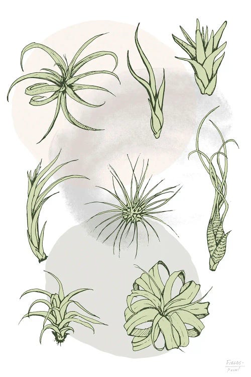 Air Plant Varieties