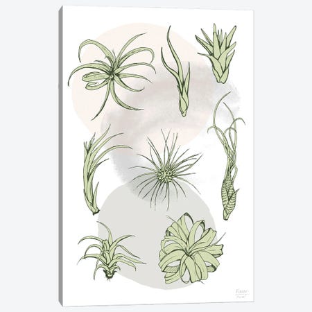 Air Plant Varieties Canvas Print #SGD123} by Statement Goods Canvas Wall Art