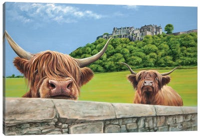 Heilan Coos At Stirling Castle Canvas Art Print - Highland Cow Art