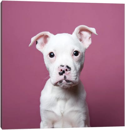 Tucker The Rescue Puppy Canvas Art Print - American Bulldogs