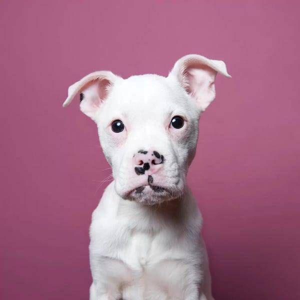 Rescue Dogs: Tucker The Rescue Puppy by Sophie Gamand