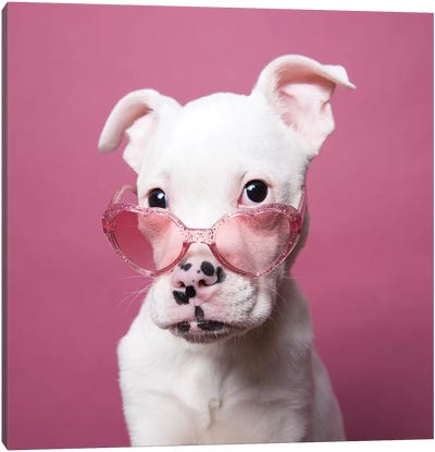 Tucker The Rescue Puppy, Sparkling Canvas Art Print - American Bulldogs