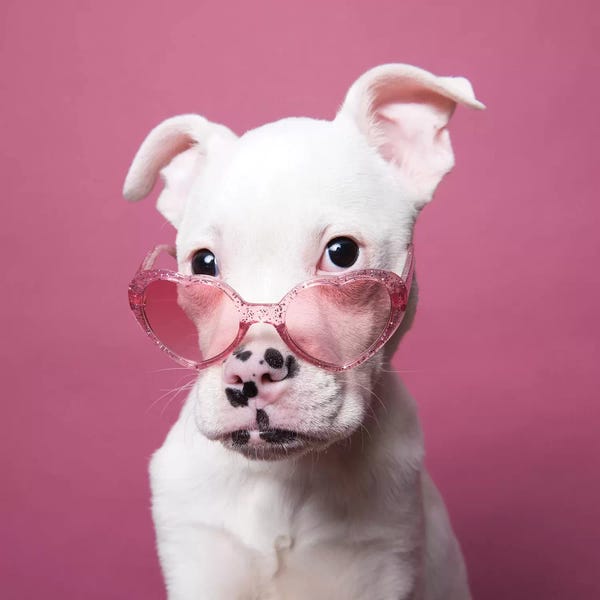 Rescue Dogs: Tucker The Rescue Puppy, Sparkling by Sophie Gamand