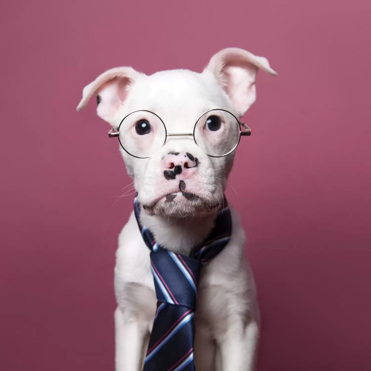 Tucker The Rescue Puppy, The Job Interview by Sophie Gamand wall art