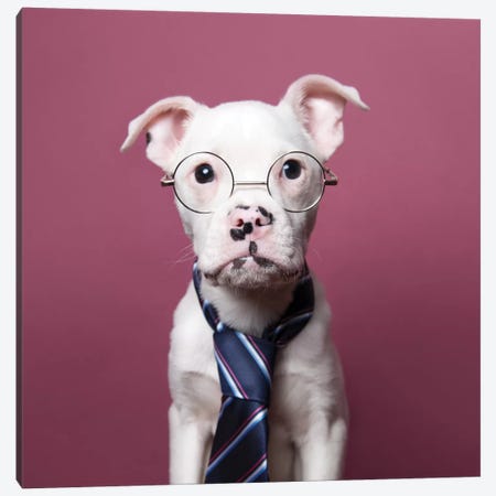 Tucker The Rescue Puppy, The Job Interview Canvas Print #SGM102} by Sophie Gamand Canvas Artwork