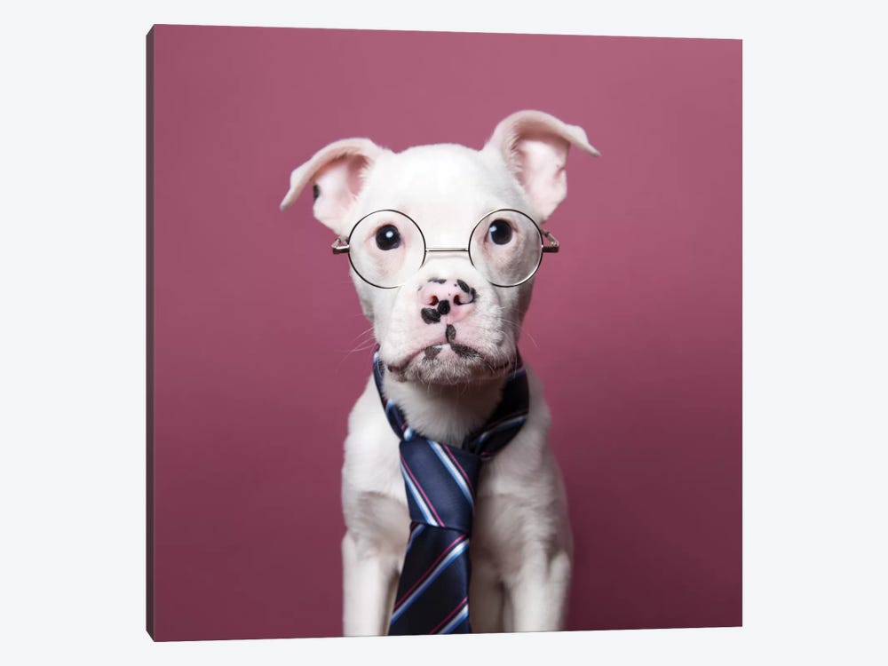 Tucker The Rescue Puppy, The Job Interview by Sophie Gamand 1-piece Canvas Artwork