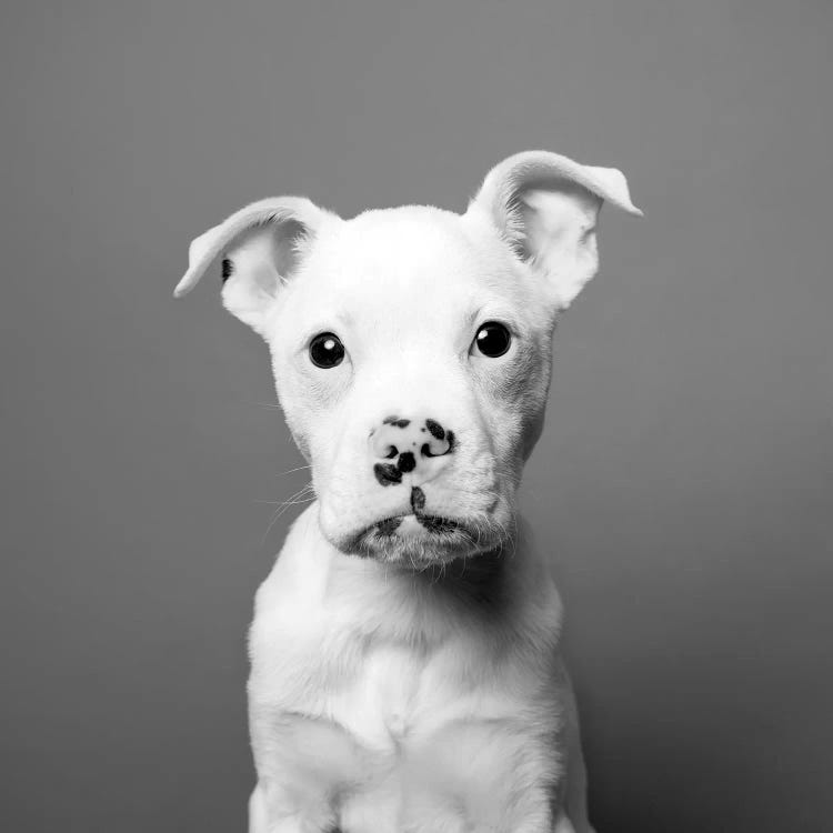 Tucker The Rescue Puppy, Black & White