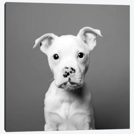 Tucker The Rescue Puppy, Black & White Canvas Print #SGM103} by Sophie Gamand Canvas Art