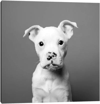 Tucker The Rescue Puppy, Black & White Canvas Art Print - American Bulldogs
