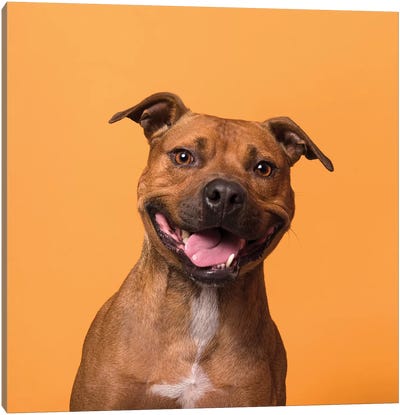 Velcro The Rescue Dog Canvas Art Print - Staffordshire Bull Terrier Art