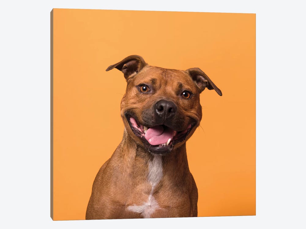 Velcro The Rescue Dog by Sophie Gamand 1-piece Canvas Art