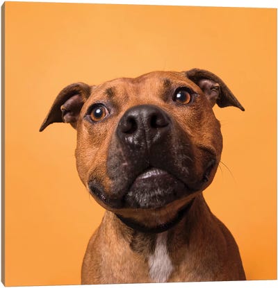 Velcro The Rescue Dog, Boop Canvas Art Print - Staffordshire Bull Terrier Art