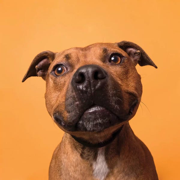 American Staffordshire Terriers: Velcro The Rescue Dog, Boop by Sophie Gamand