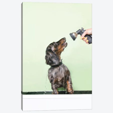 Wet Dog, Anthony Canvas Print #SGM106} by Sophie Gamand Canvas Print