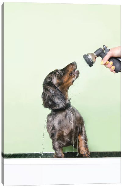 Wet Dog, Anthony Canvas Art Print - Animal & Pet Photography