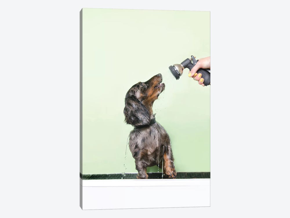 Wet Dog, Anthony by Sophie Gamand 1-piece Canvas Wall Art