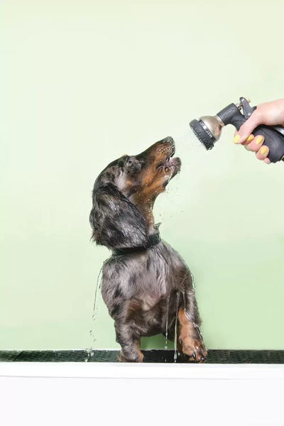 Dachshunds: Wet Dog, Anthony by Sophie Gamand